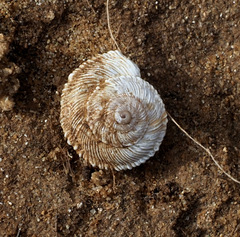 Xerocrassa davidiana