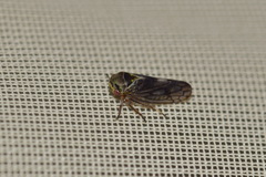 Oncopsis flavicollis