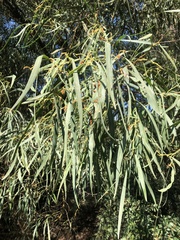 Acacia saligna