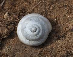 Sphincterochila aharonii