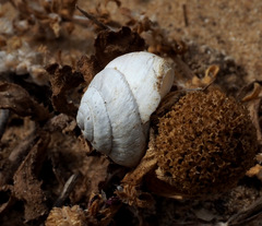Sphincterochila aharonii