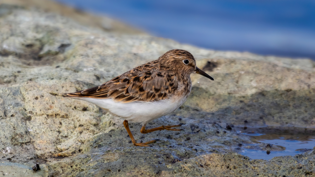 Temminck's Stint photo