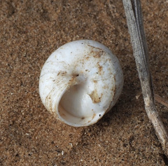 Sphincterochila aharonii