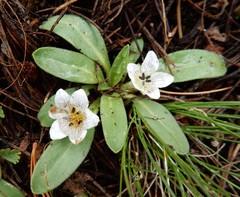 Hesperochiron pumilus