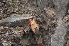 Dysdercus bimaculatus