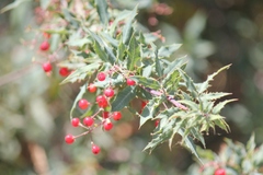 Berberis nevinii