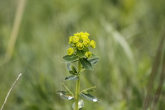Euphorbia agraria
