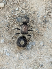 Sigilla dorsata