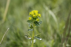 Euphorbia agraria