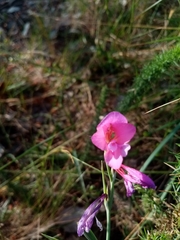 Gladiolus communis