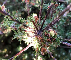 Phyllota pleurandroides