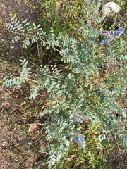 Indigofera lindheimeriana