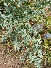Indigofera lindheimeriana