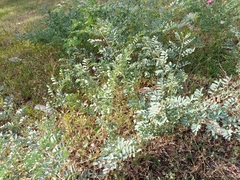 Indigofera lindheimeriana