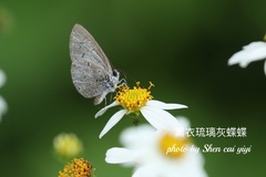 Celastrina lavendularis