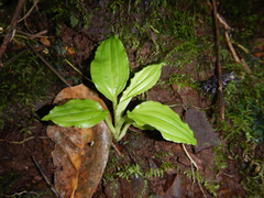 Crepidium resupinatum