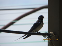 Hirundo rustica
