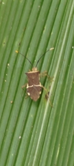 Cletomorpha simulans