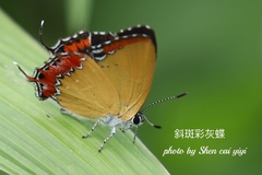 Heliophorus epicles