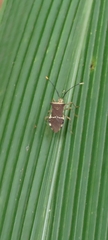 Cletomorpha simulans