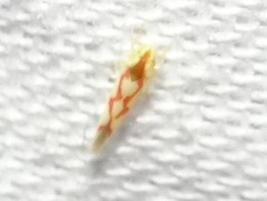 Zygina flammigera