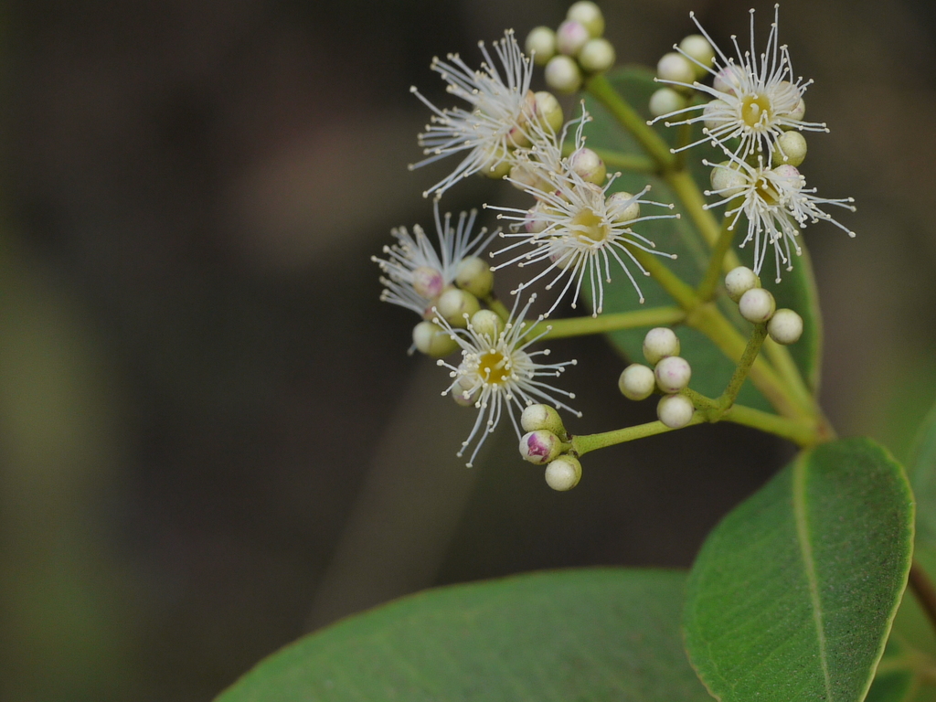 South Indian plum