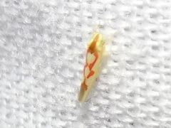 Zygina flammigera