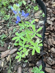 Lupinus texensis