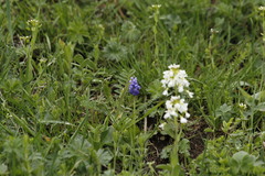 Muscari armeniacum