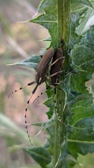 Agapanthia annularis