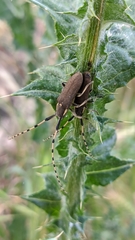 Agapanthia annularis