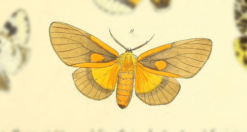 Sthenognatha gentilis