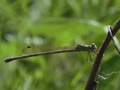 Indolestes peregrinus