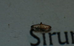 Cnaphalocrocis trebiusalis