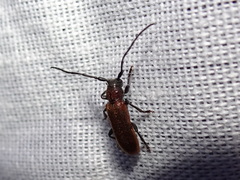 Anaesthetis testacea