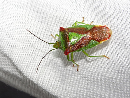 Acanthosoma haemorrhoidale