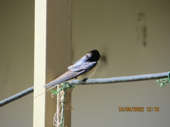 Hirundo rustica