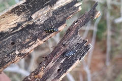 Acmaeodera signifera varicolor