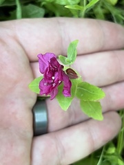 Angiospermae
