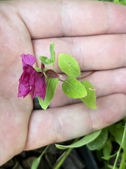 Angiospermae