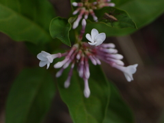 Rauvolfia serpentina