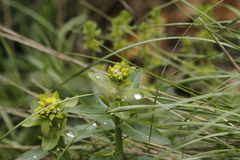 Euphorbia agraria