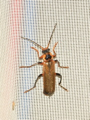 Cantharis terminata