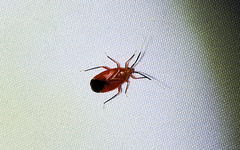 Coccobaphes frontifer