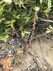 Dudleya farinosa