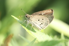 Suastus gremius