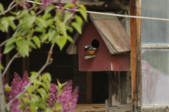 Phoenicurus phoenicurus