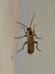 Cantharis terminata