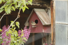 Phoenicurus phoenicurus