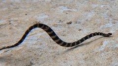 Emydocephalus ijimae